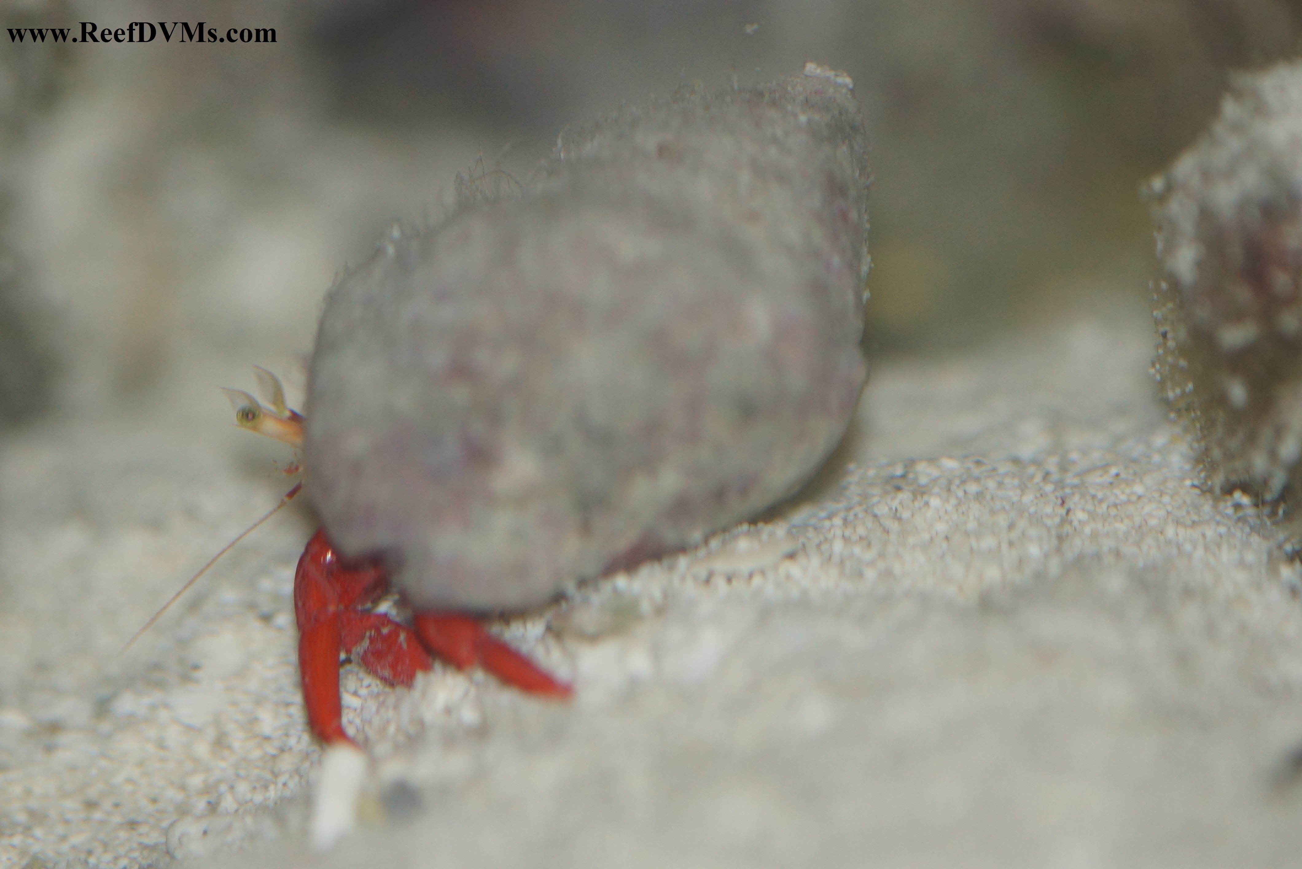 Red Scarlet Reef Crab