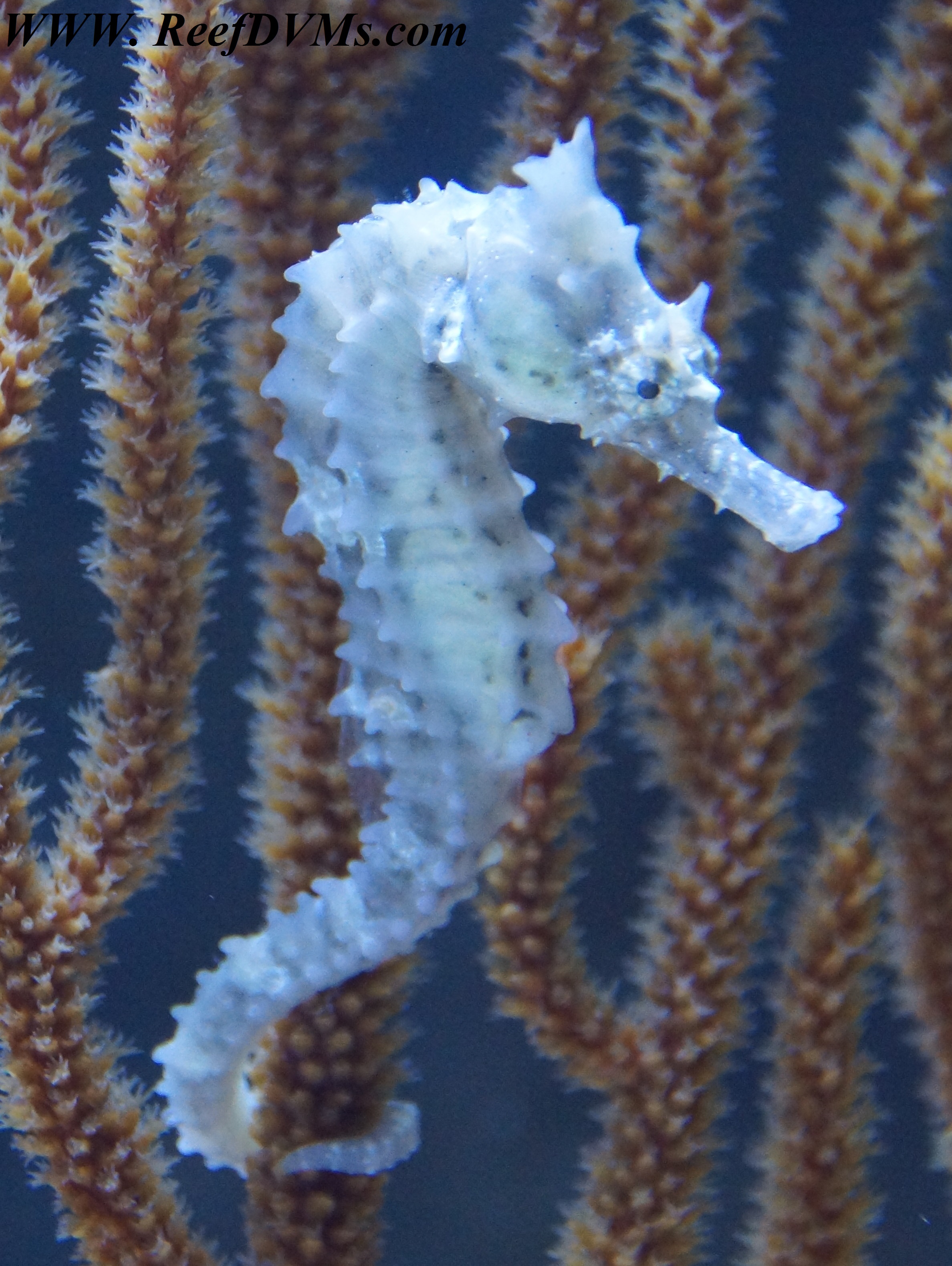 Pygmy Sea Horse