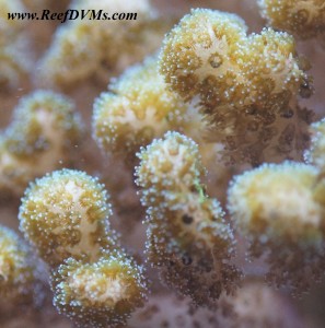 pocillopora 