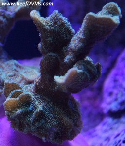 Cactus coral 2