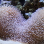 Tongue Coral ReefDVMs.com