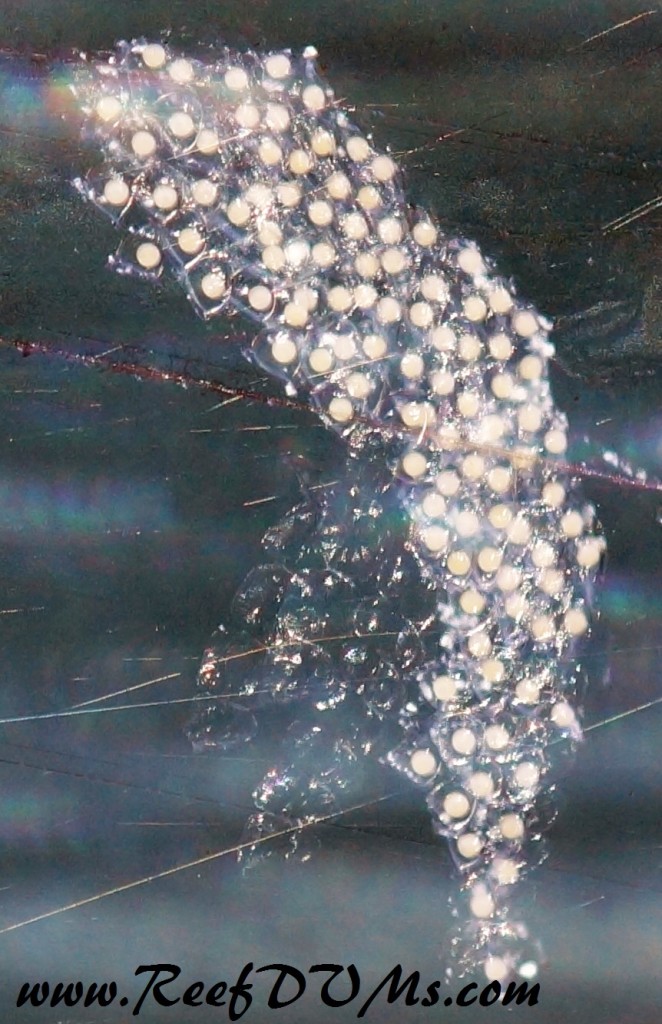 Snail Eggs on the Glass, cool Reef DVMs